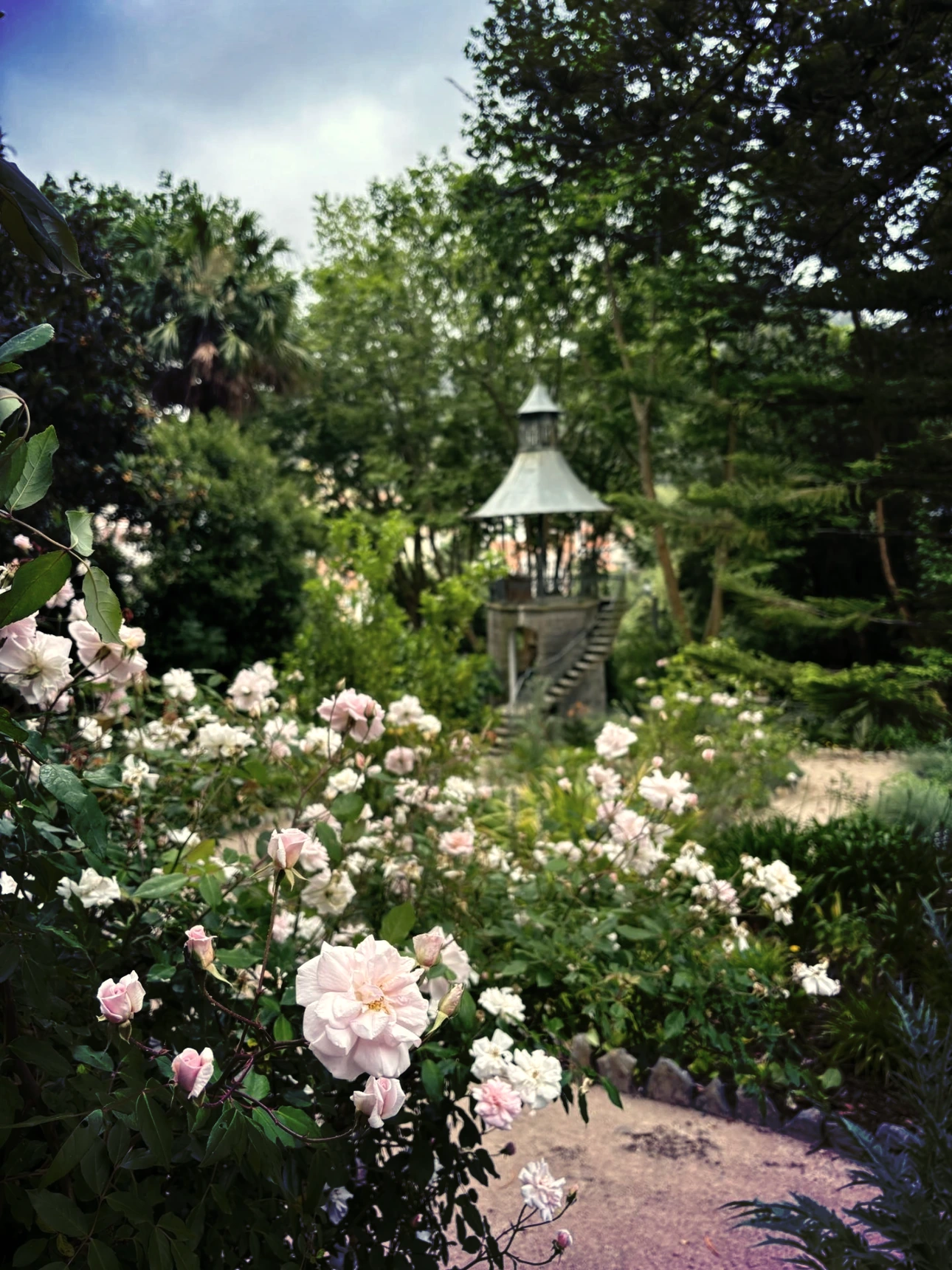 Lush roses garden maintained by Fonseca Gardens in Sintra