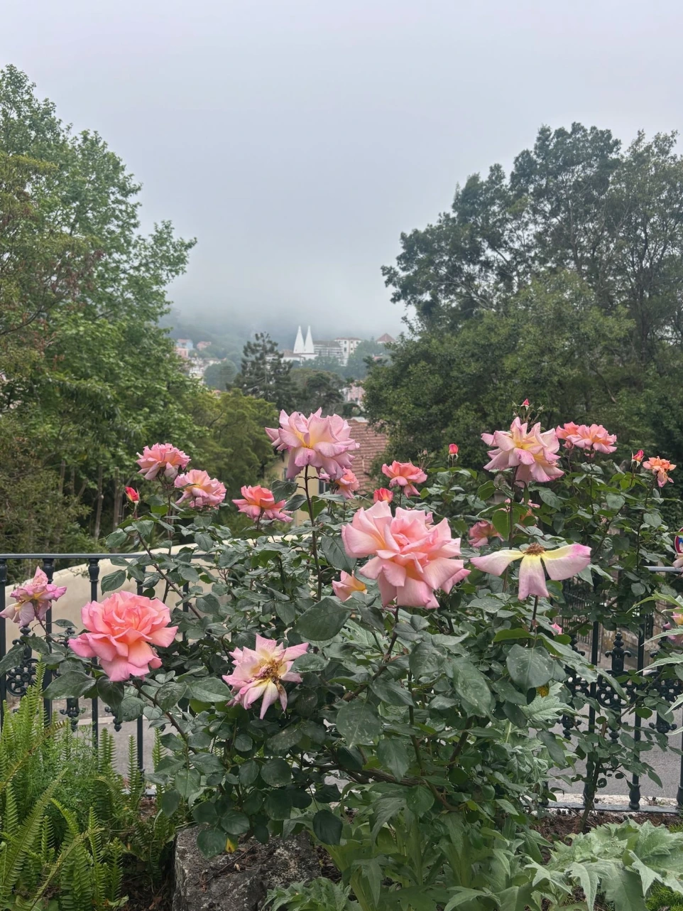 Flowering garden bed maintained by Fonseca Gardens
