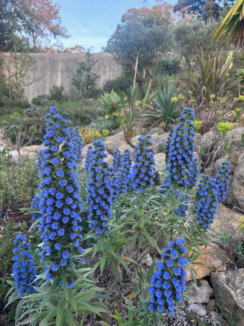 Lavender garden bed maintained by Fonseca Gardens